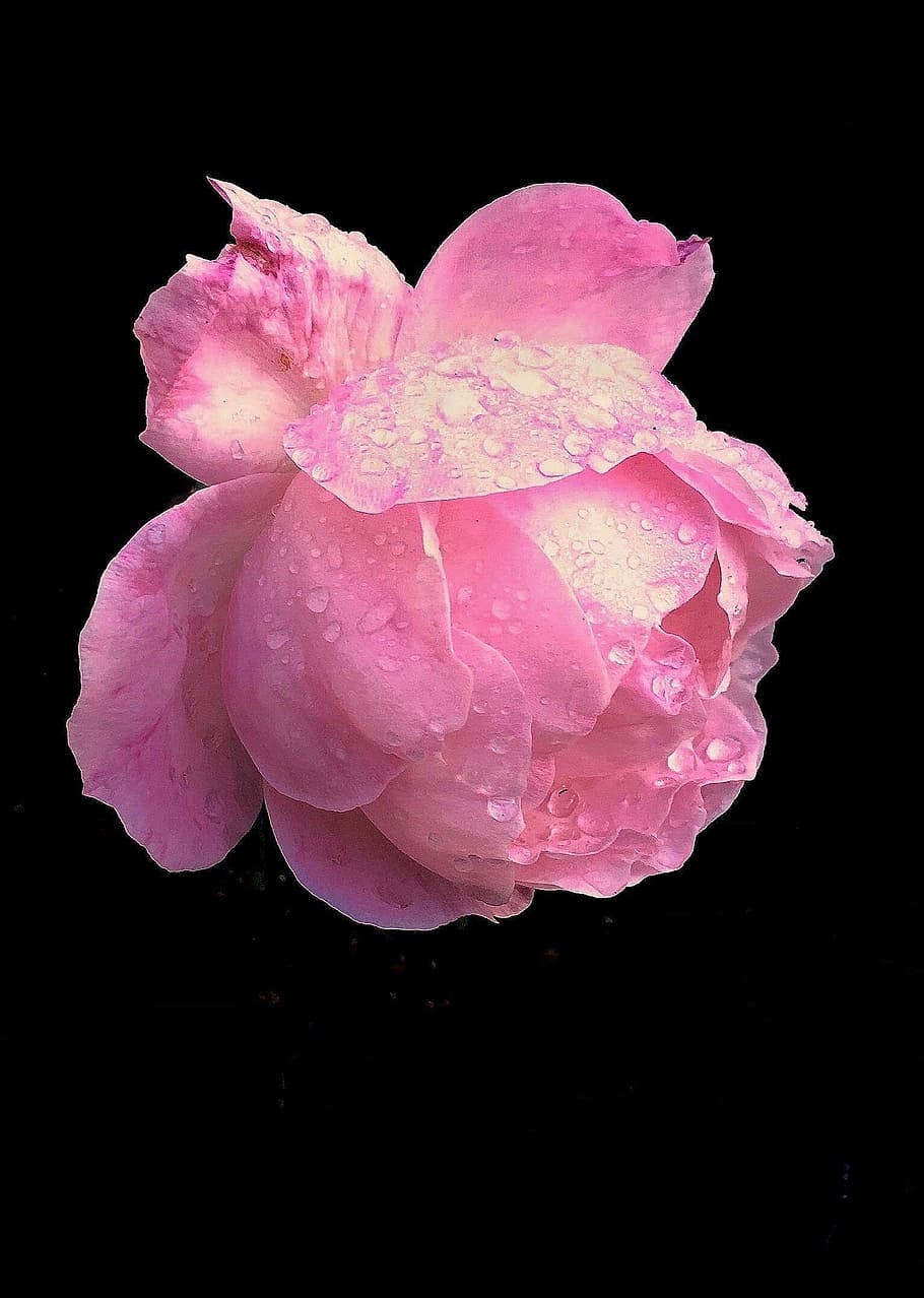 flower, flora, desktop, nature, rose, petal, floral, delicate HD wallpaper