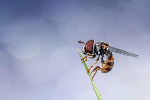 selective focus photography of hoverfly perching on green leaf HD wallpaper