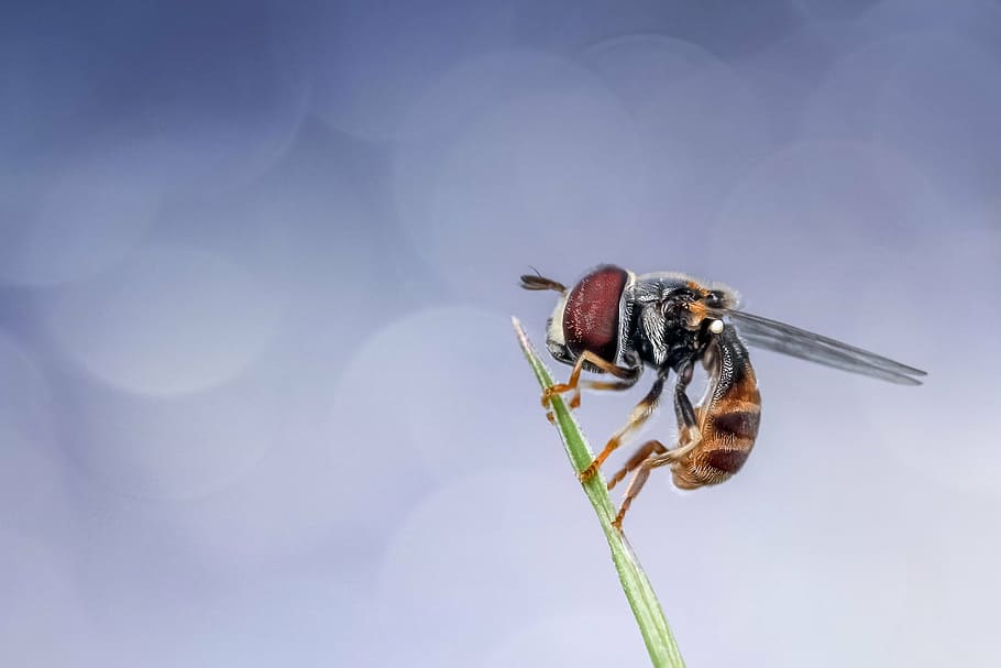 selective focus photography of hoverfly perching on green leaf HD wallpaper