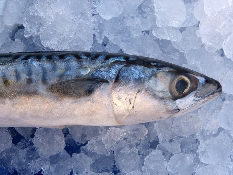 black and gray fish, mackerel, ice, animal, vertebrate, cold temperature HD wallpaper
