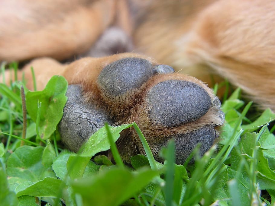 dog paw on grass field, Foot, Track, one animal, animals in the wild