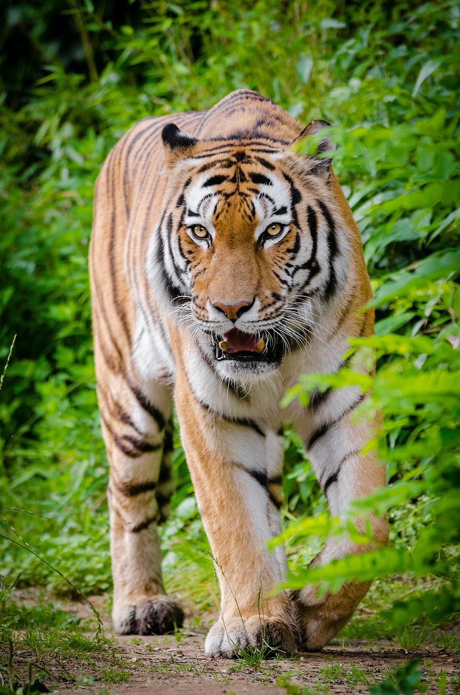 brown and black tiger, animal, animal photography, big cat, carnivore, HD wallpaper