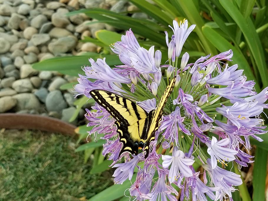 Butterfly, Flower, Spring, Summer, insect, nature, floral, garden HD wallpaper