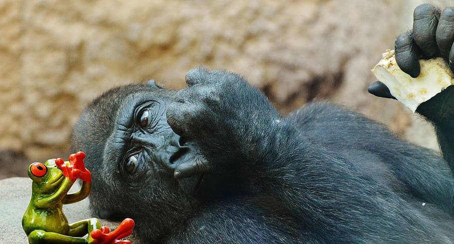 monkey, gorilla, eat, frog, fear, funny, zoo, animal, wild animal HD wallpaper