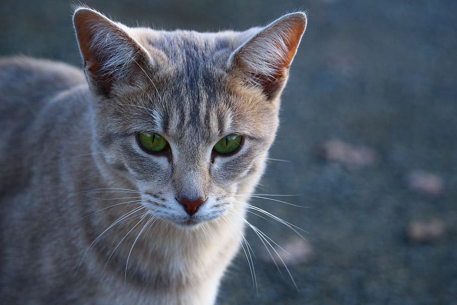 cat, mackerel, concrete, kitten, breed cat, moustache, cat face HD wallpaper