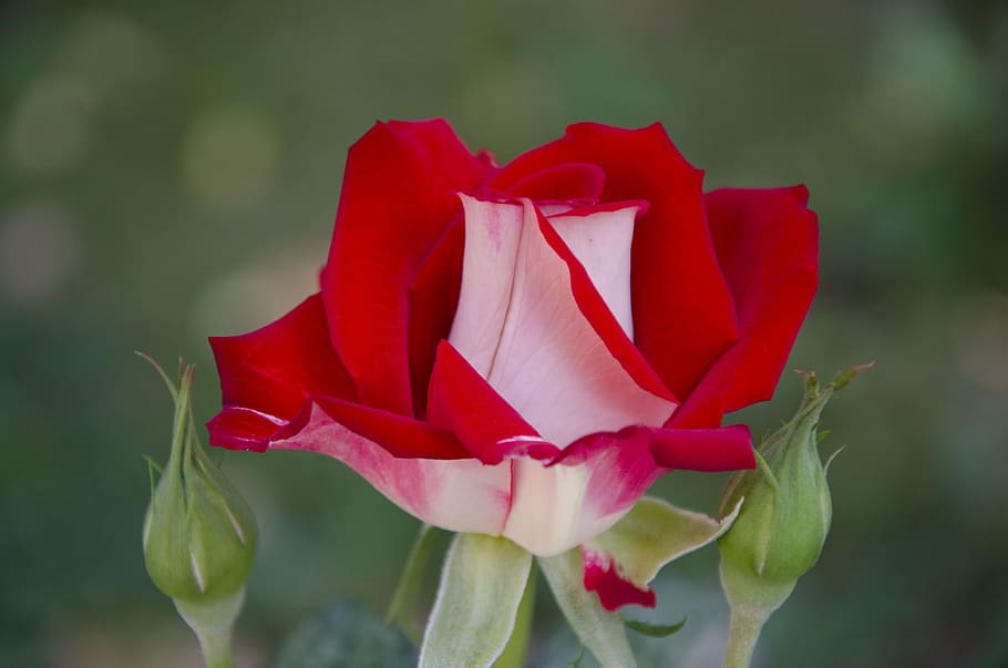 Hd Wallpaper Rose Red Rose Flower Beautiful Flowering Plant