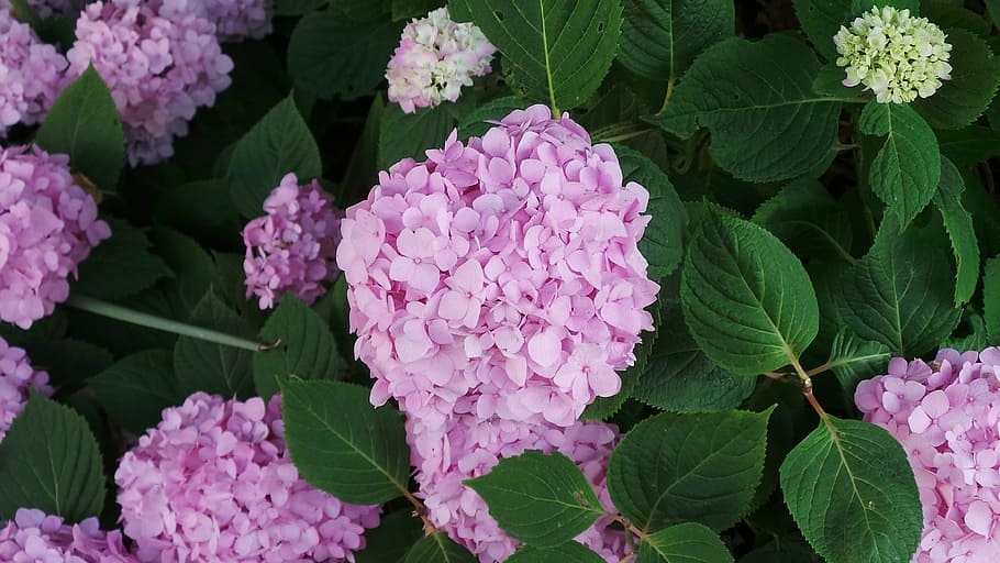 flower, nature, garden, spring, pink, flowering plant, freshness HD wallpaper
