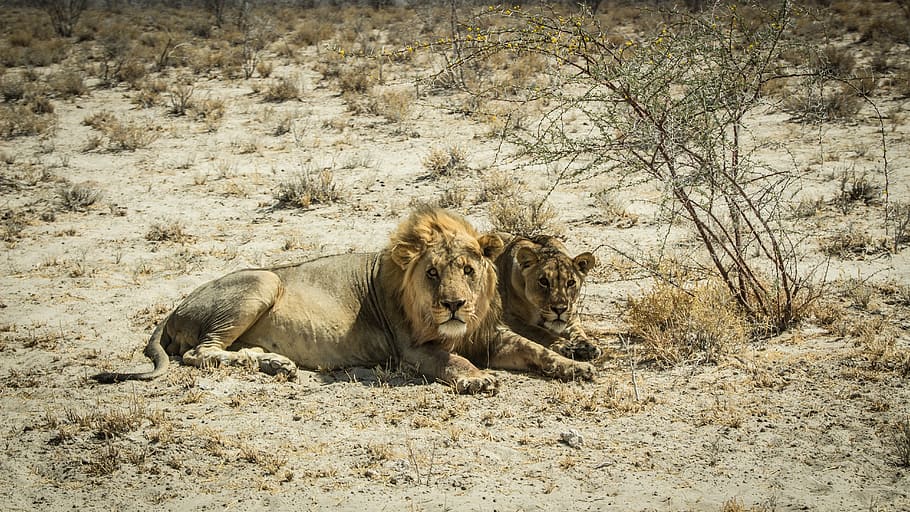 namibia, outdoors, landscape, travel, africa, climate, etosha HD wallpaper