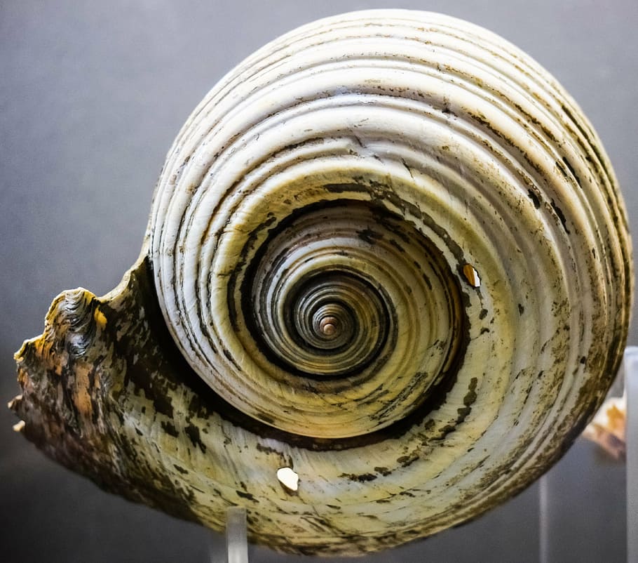 shell, nature, seashell, wildlife, thalassa museum, ayia napa HD wallpaper