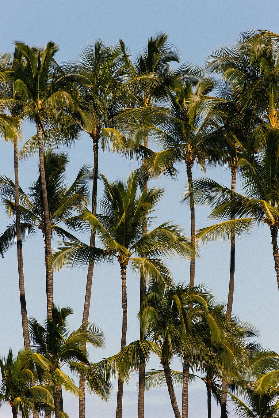 Free download HD wallpaper: Palm family, photo of coconut trees, palm.