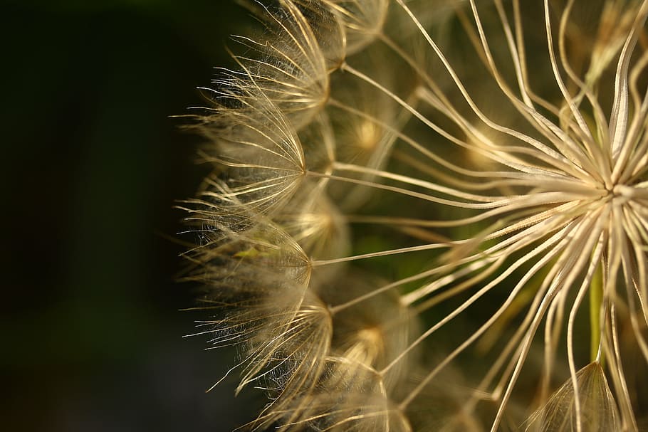 micro photography of white dandelion flower, yellow, green, vivid color, HD wallpaper