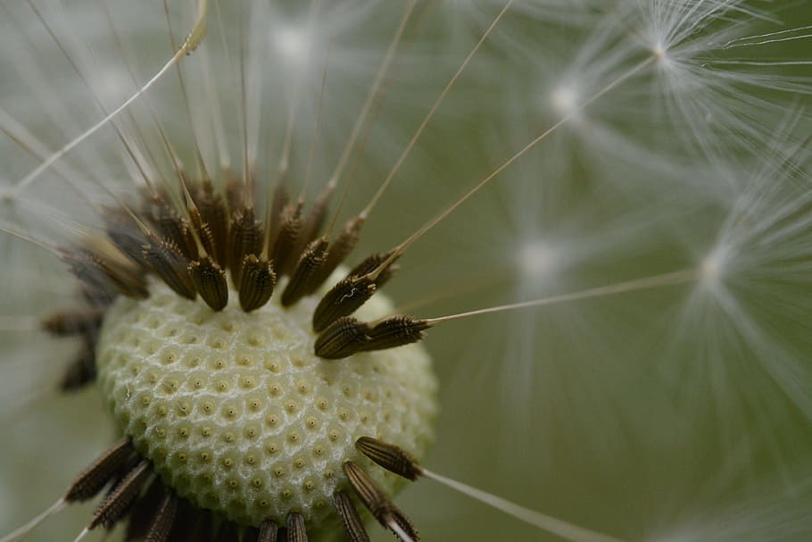 Dandelion, Macro, Close, Faded, Flower, nature, seeds, close-up HD wallpaper