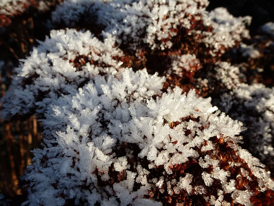cold, ice, ice crystal, winter, cold temperature, beauty in nature HD wallpaper