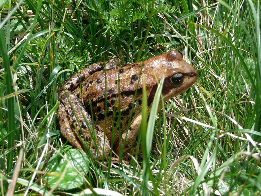 Frog, Meadow, Rest, Relax, Animal, green, grass, hidden, sit HD wallpaper