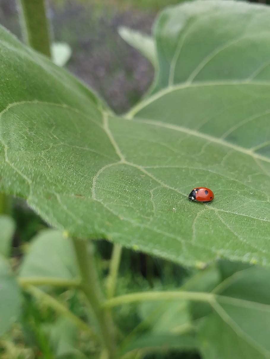 ladybug, leaf, beetle, garden, insect, invertebrate, green color HD wallpaper