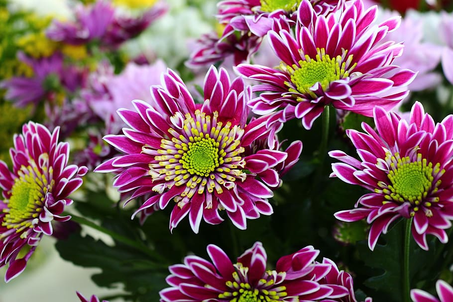 flower, nature, flora, summer, floral, beautiful, botanical HD wallpaper