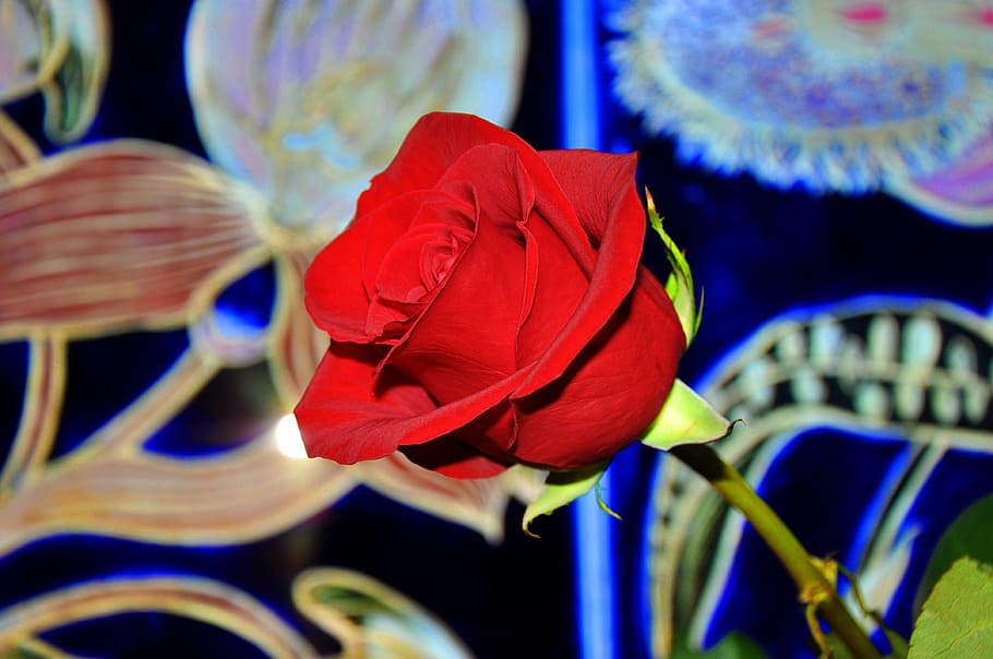 rose, red, flower, glow, red rose, close-up, flowering plant HD wallpaper