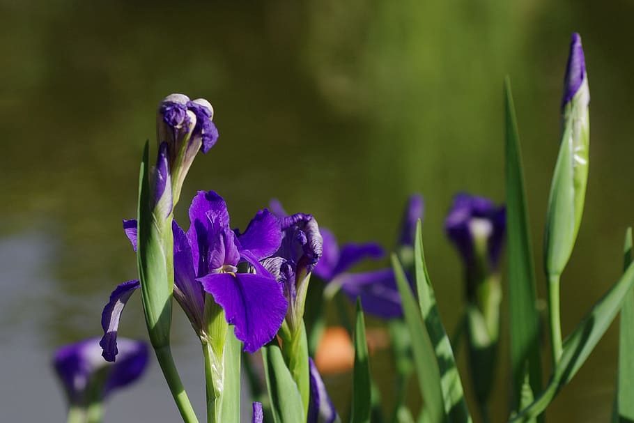 iris, blue, flowers, blossom, bloom, nature, summer, garden HD wallpaper