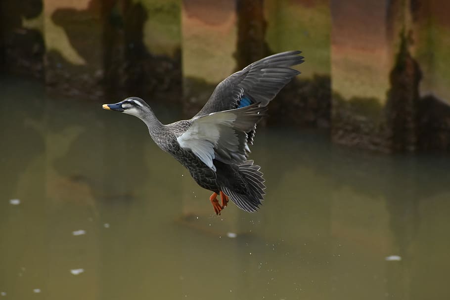 gray duck flying over water, animal, river, waterside, bird HD wallpaper