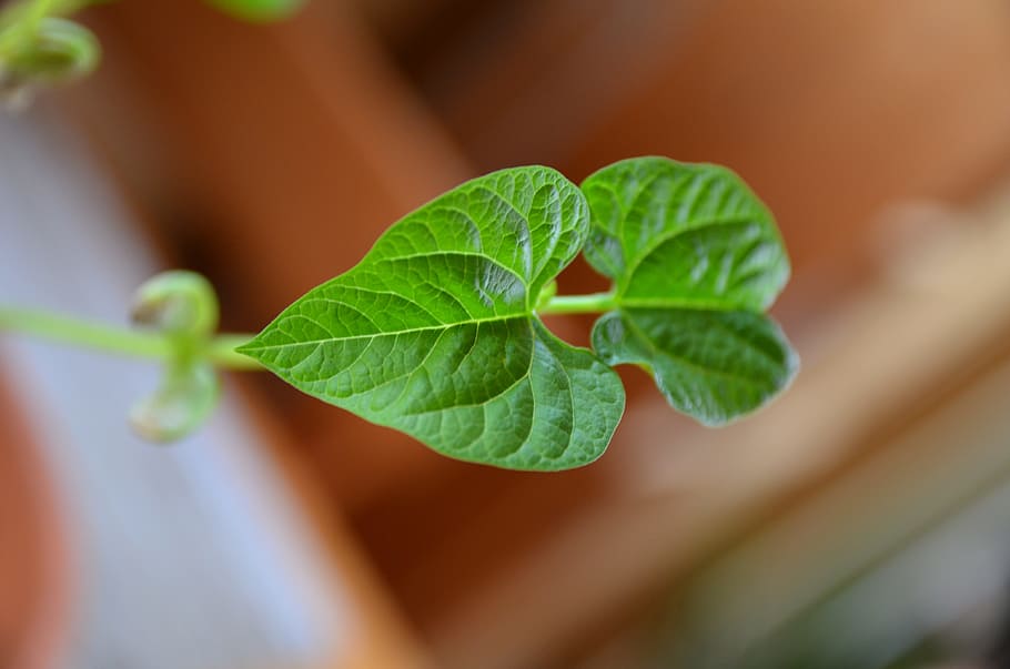 bean, leaf, plant, plant part, food and drink, close-up, green color HD wallpaper