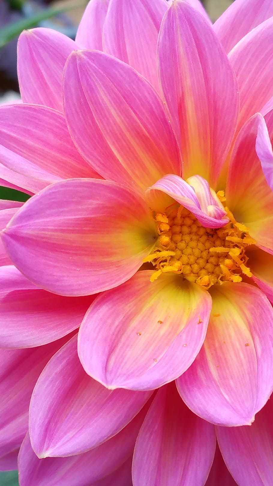 dahlia, pink, flo, flower, blossom, bloom, nature, floral, plant, HD wallpaper