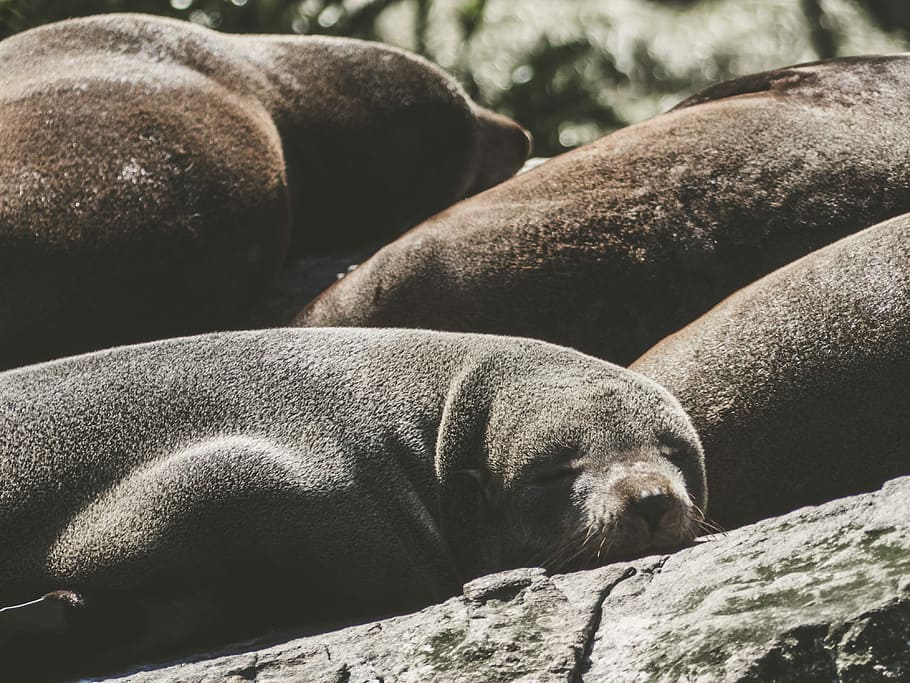 Spirit Animal, seals during daytime, sealion, sleeping, wild HD wallpaper