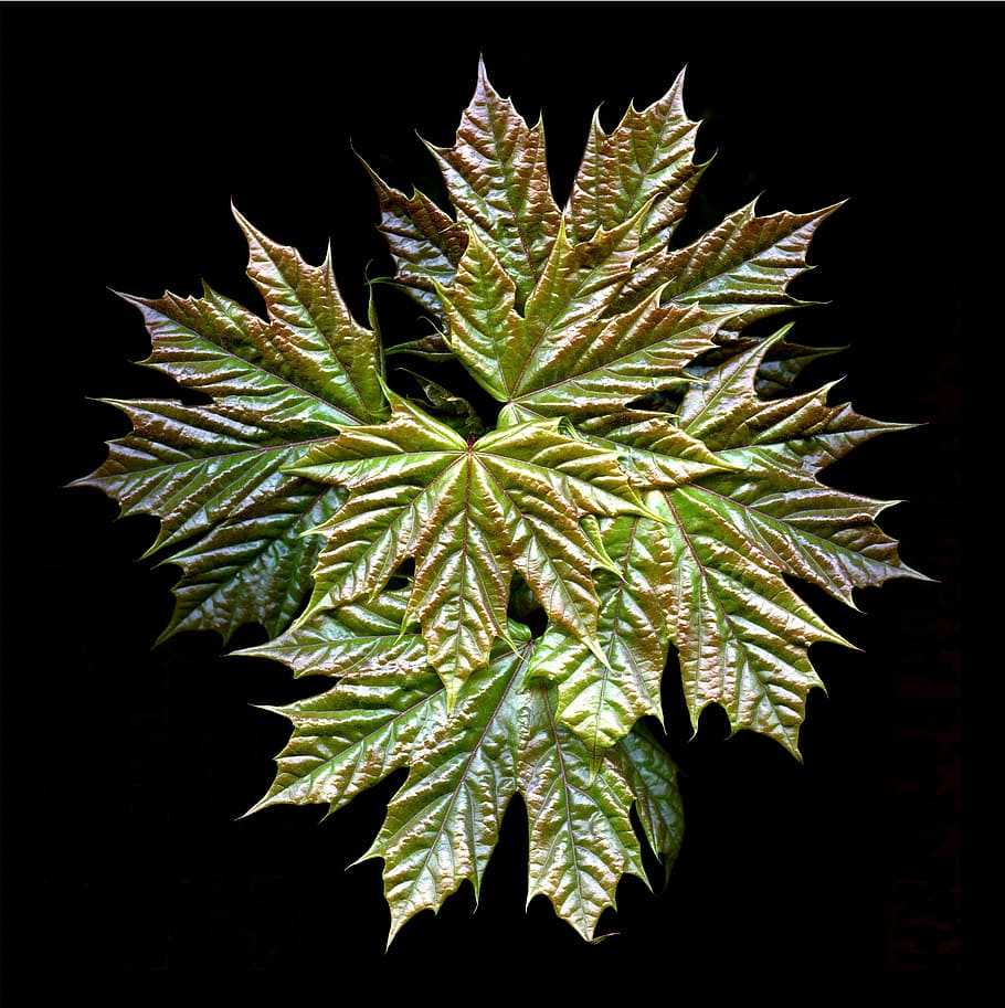 maple leaves, green, plant, maple leaf, nature, seasonal, yellow HD wallpaper