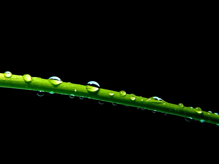 bead, grass, drop, water, plant, natural, botanical, organic HD wallpaper