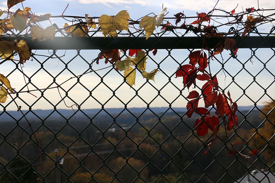 Fence, Leaves, Autumn, Fall, Leaf, chainlink fence, security HD wallpaper