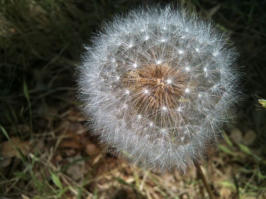 dandelion, seedpod, intact, vulnerability, fragility, plant HD wallpaper
