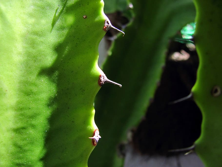 cacti, leaf cactus, plant, thorns, prickly plant, vegetation HD wallpaper
