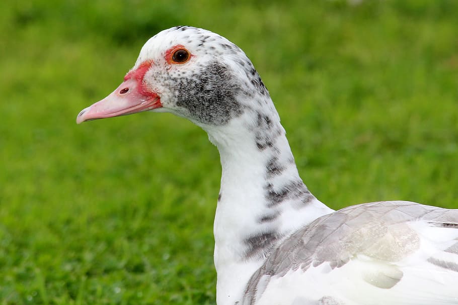 duck, speckled, white, animal themes, animals in the wild, bird HD wallpaper