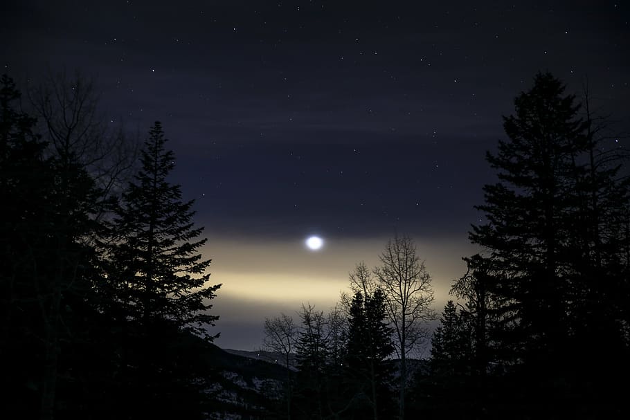 silhouette of trees, moon, light, stars, night, plant, nature HD wallpaper