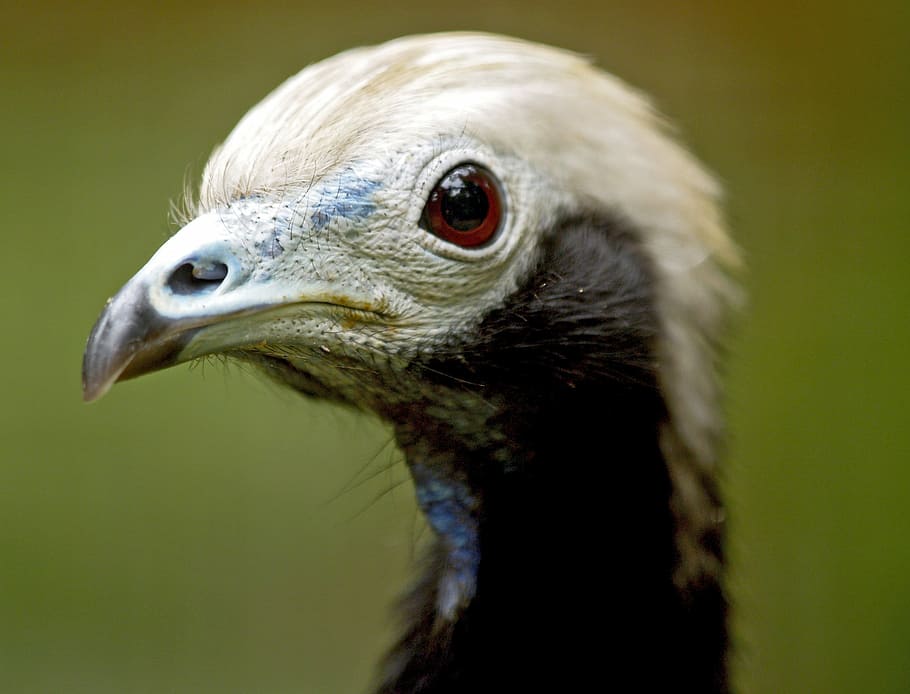 bird, fly, wings, feather, wildlife, beak, dom, outdoor, avian HD wallpaper