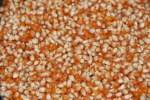 grain corn, agriculture, closeup, harvest, orange, background HD wallpaper