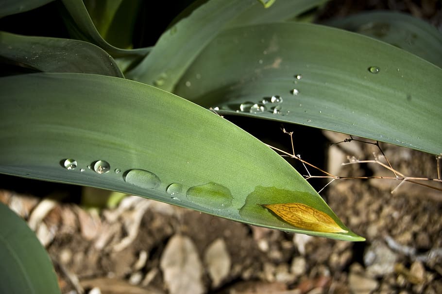 rain, water, drops, sun, light, nature, liquid, transparent HD wallpaper