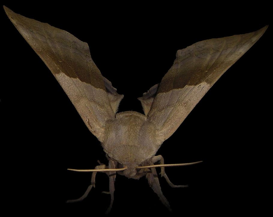 moth, bug, insect, close, macro, night, black background, studio shot HD wallpaper