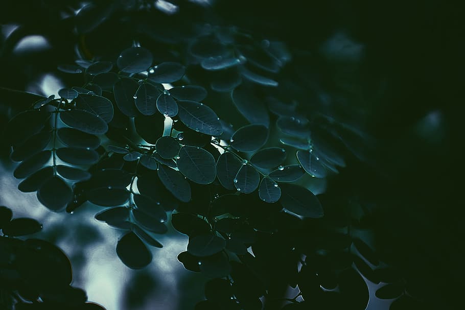 photo of green tree leaves, photo of moringa oleifeira, tilt shift lens HD wallpaper
