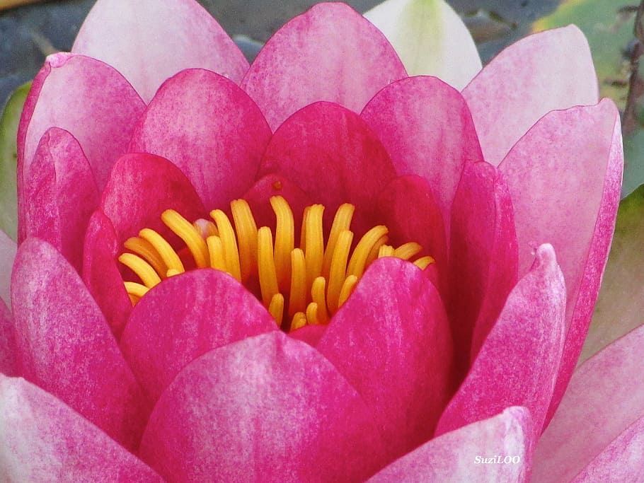 Lotus, Pink, Open, Pond, Water Lily, flower, petal, freshness HD wallpaper