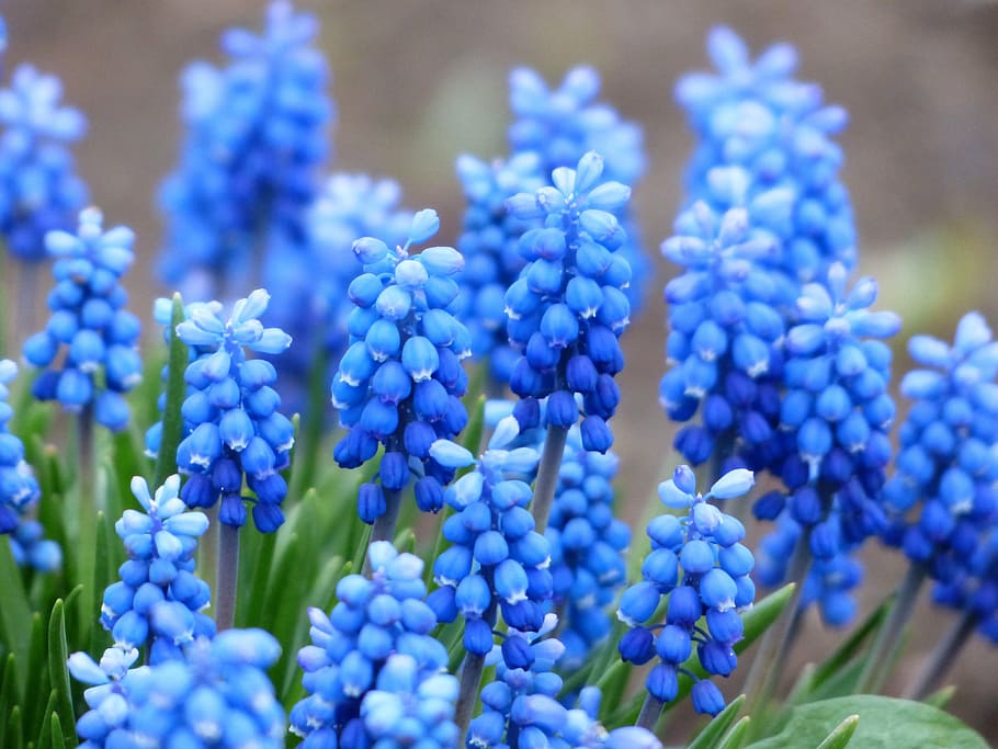 blue grapes hyacinth flower, muscari, common grape hyacinth, blossom, HD wallpaper
