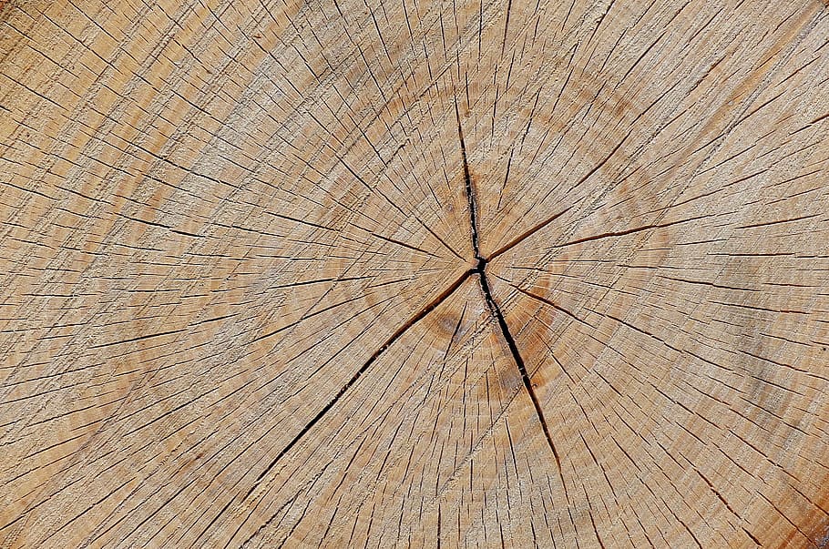 tree, wood, trunk, texture, closeup, the structure of the, the background HD wallpaper