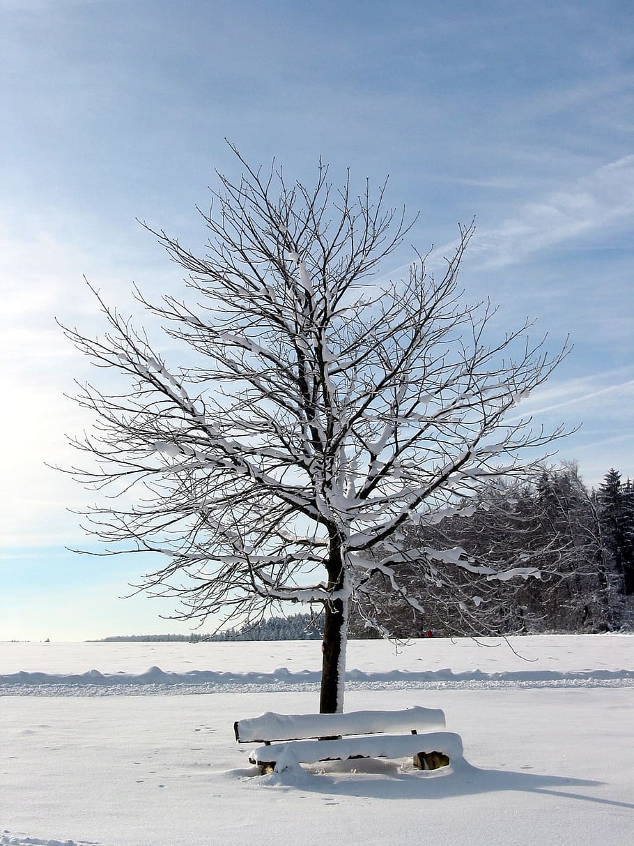 Tree, Snow, Winter, Sun, Landscape, winter mood, frozen, branches HD wallpaper
