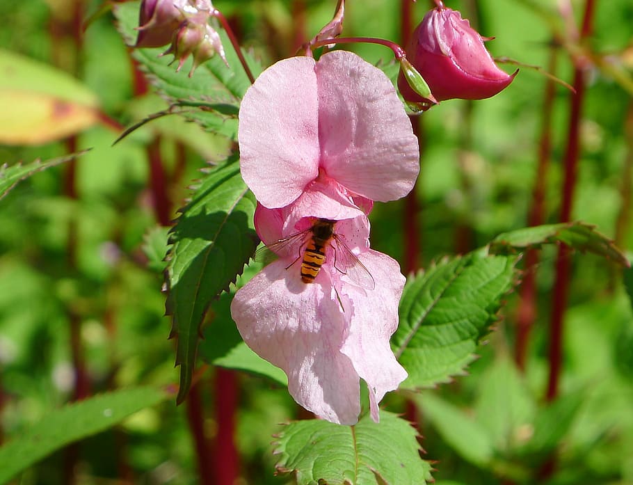 Flower, Blossom, Bloom, Bee, Close, Pink, growth, plant, nature HD wallpaper