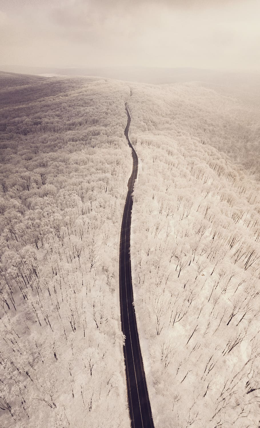 photography mountain pass, black road and white leaf trees aerial photo HD wallpaper