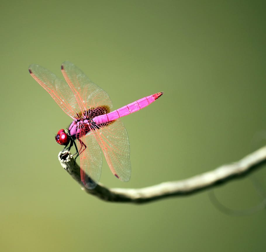 dragonfly, insect, wing, bug, wild, fragility, small, pest HD wallpaper