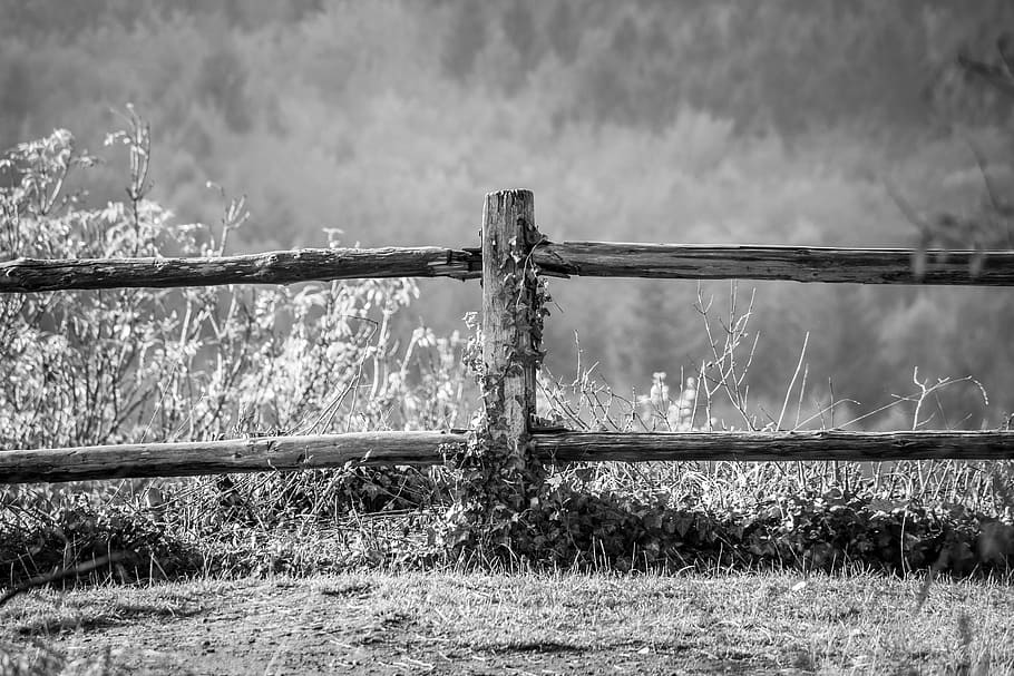 grass growing near fence, pile, post, fence post, ivy, wood fence HD wallpaper