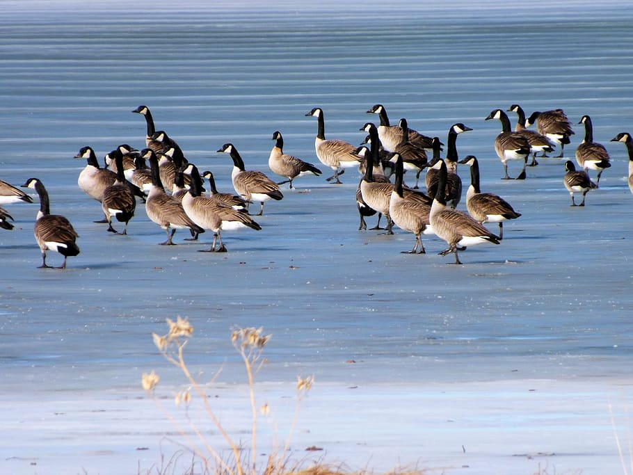 geese, ice, lake, winter, cold, migrating, outdoors, wing, migratory, HD wallpaper
