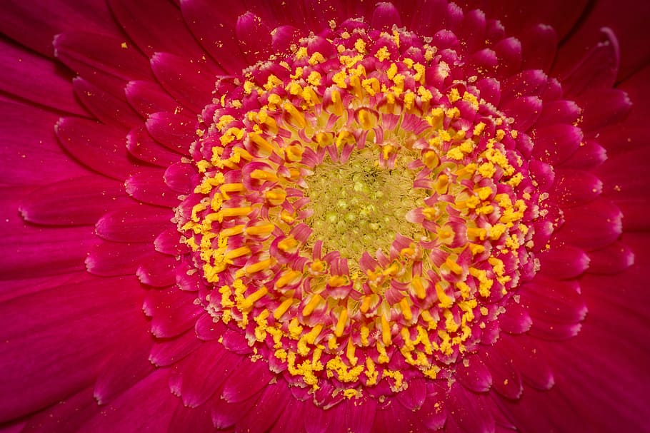 macro, flower, blossom, bloom, close, red, garden, flower macro HD wallpaper