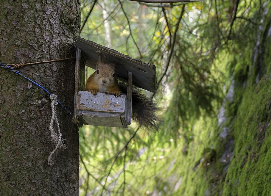 brown squirrel, tree, house, moss, forest, finland, autumn, animal HD wallpaper