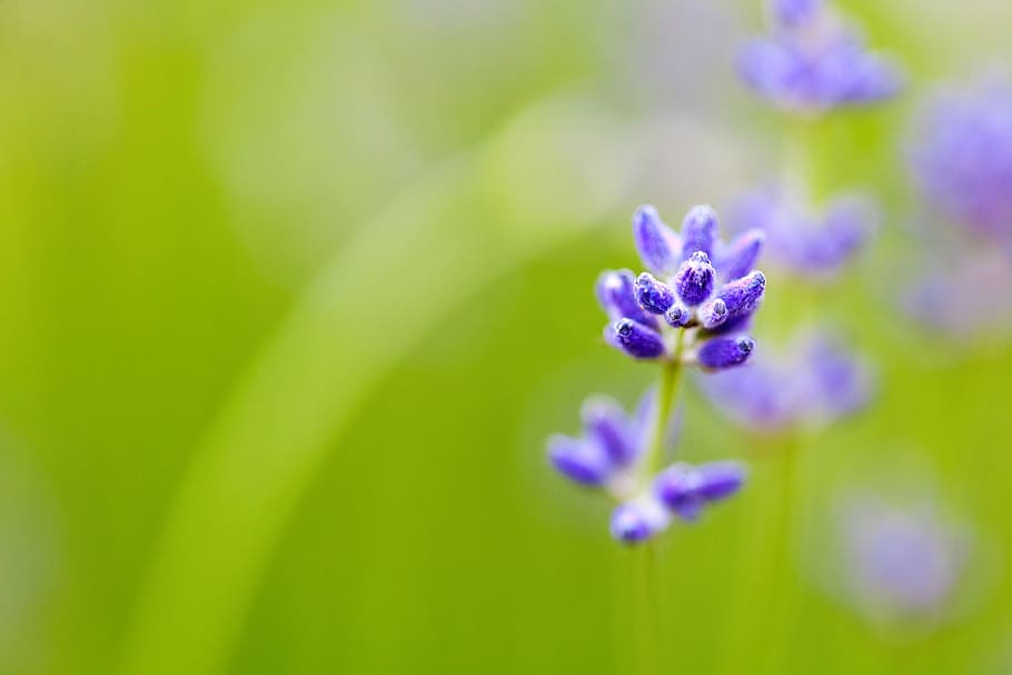 purple flowers, blurred background, bloom, close, flora, floral HD wallpaper